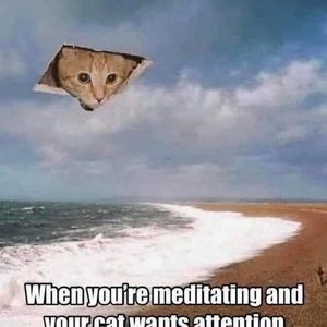 Meet your Posher, Heidi